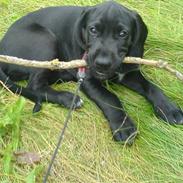 Blanding af racer Basse