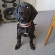 Blanding af racer Basse