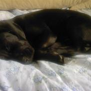 Blanding af racer Basse