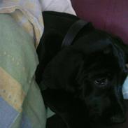 Blanding af racer Basse