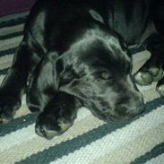 Blanding af racer Basse