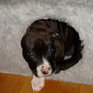 Amerikansk staffordshire terrier Bianca