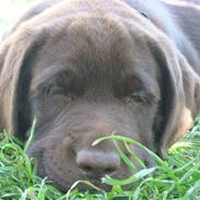 Labrador retriever Labdevotees Beaverhead   