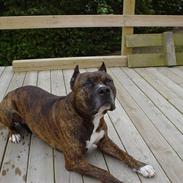 Amerikansk staffordshire terrier troy