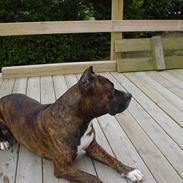 Amerikansk staffordshire terrier troy