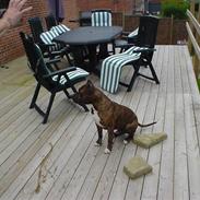 Amerikansk staffordshire terrier troy