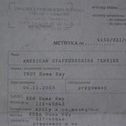 Amerikansk staffordshire terrier troy