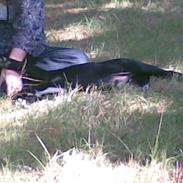 Blanding af racer Sofus