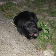 Labrador retriever Basse