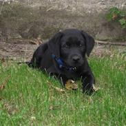Labrador retriever Basse