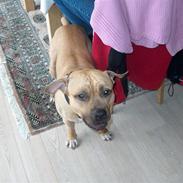 Amerikansk staffordshire terrier buller