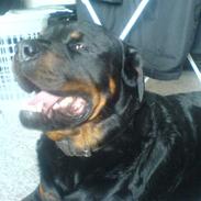 Rottweiler REX