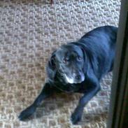 Labrador retriever vax død den 4/9 09