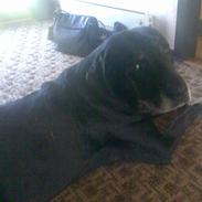 Labrador retriever vax død den 4/9 09