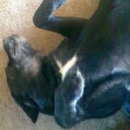 Labrador retriever vax død den 4/9 09