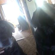 Labrador retriever vax død den 4/9 09