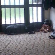 Labrador retriever vax død den 4/9 09