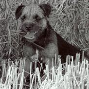 Border terrier Lutras Uncut (Fiffi)