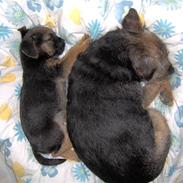 Border terrier Lutras Uncut (Fiffi)