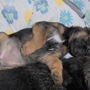 Border terrier Lutras Uncut (Fiffi)