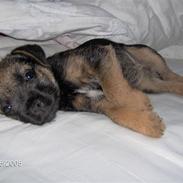 Border terrier Lutras Uncut (Fiffi)