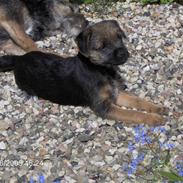 Border terrier Lutras Uncut (Fiffi)