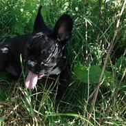 Fransk bulldog Orla R. I. P