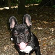 Fransk bulldog Orla R. I. P