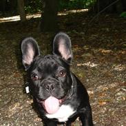 Fransk bulldog Orla R. I. P 