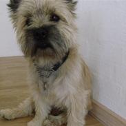 Cairn terrier Baloo