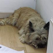 Cairn terrier Baloo