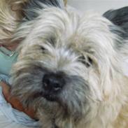 Cairn terrier Baloo