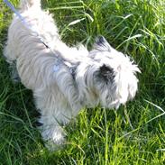 Cairn terrier Baloo