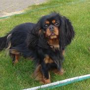 Cavalier king charles spaniel Blue Magic Nikky Lee RIP 30-6 2017