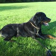 Rottweiler Zenta