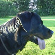 Rottweiler Zenta