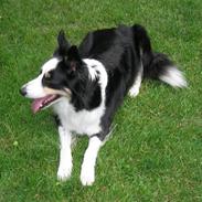 Border collie Molli