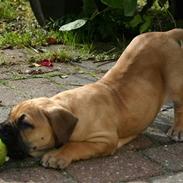 Boerboel Thor Olympia