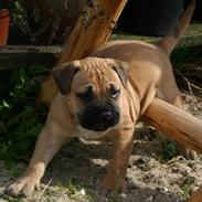 Boerboel Thor Olympia