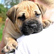Boerboel Thor Olympia
