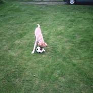 Blanding af racer Simba