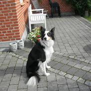 Border collie Molli