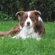 Border collie Olly 