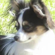 Papillon Cody