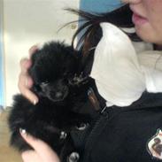 Blanding af racer Foxiie