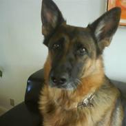 Schæferhund Mitzi