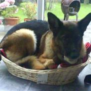 Schæferhund Mitzi