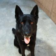 Schæferhund Gally (Hvil i fred basse)