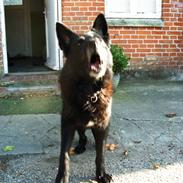 Schæferhund Gally (Hvil i fred basse)