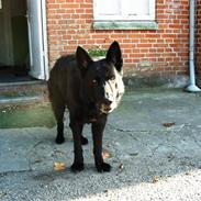 Schæferhund Gally (Hvil i fred basse)